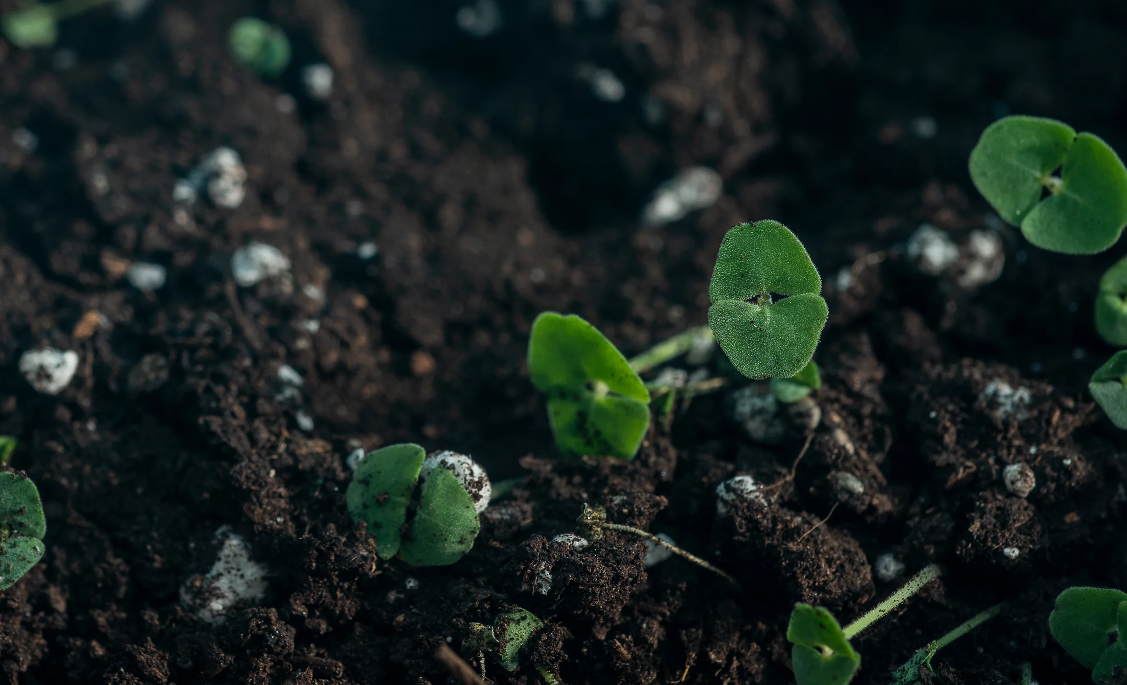 Cultivating Beauty in Clyde Valley