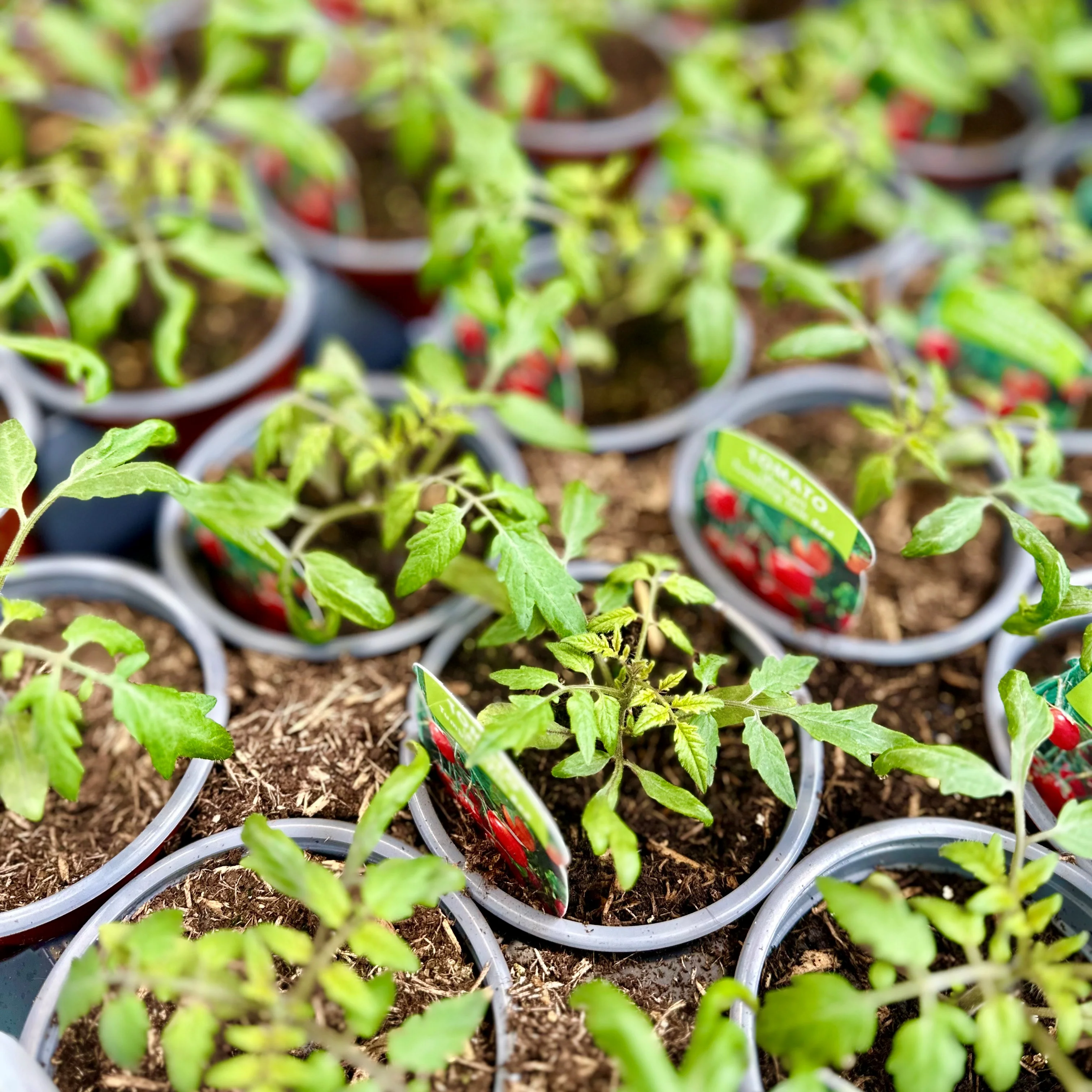 PLANTS